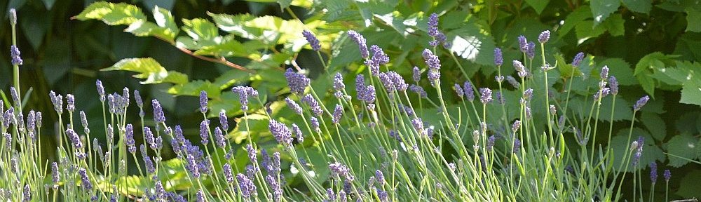 Alpaka Garten- und Landschaftsbau