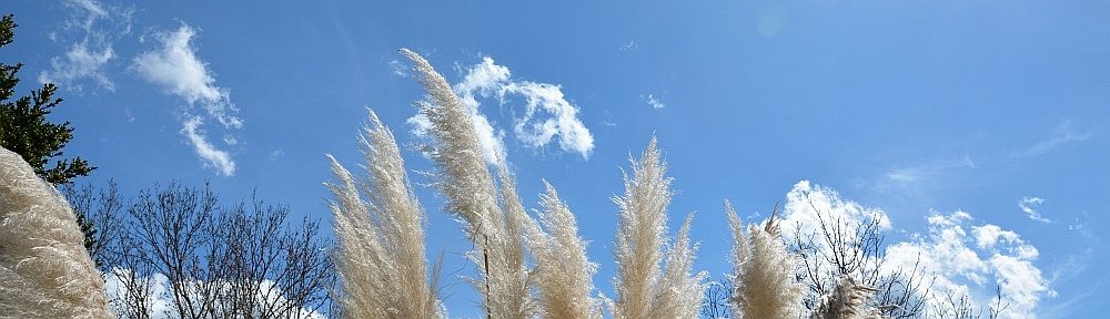 Alpaka Garten- und Landschaftsbau